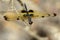 Image of a rhyothemis phyllis dragonflies on a tree branch.