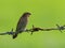 Image of a ricebird.