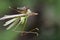 Image of an robber fly& x28;Asilidae& x29;