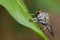 Image of an robber fly& x28;Asilidae& x29; on green leaves.