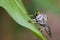 Image of an robber fly& x28;Asilidae& x29; on green leaves.