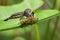 Image of an robber fly eating prey on green leaves.