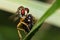 Image of an robber fly eating prey on green leaves. Insect