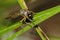 Image of an robber fly eating prey on green leaves. Insect