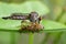 Image of an robber fly eating prey on green leaves. Insect.