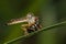 Image of an robber fly eating prey on green leaves. Reptile