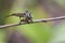 Image of an robber fly eating prey on nature background. Insect