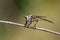 Image of a robber flyAsilidae on a branch.