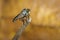 Image of a robber flyAsilidae on a branch. Insect.