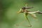 Image of an robber flyAsilidae eating grasshopper.