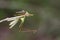 Image of an robber flyAsilidae eating grasshopper.