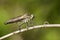 Image of an Robber flyAsilidae on nature background. Insect