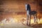 Image of rocking horse and magic christmas lights on wooden table