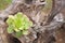 Image of a rosette of Aeonium urbicum growing on a dry tree