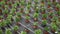 Image of rows of plants in pots in hothouse, nobody