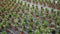 Image of rows of plants in pots in hothouse, nobody