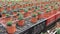 Image of rows of small ornamental shrubs growing in pots in a greenhouse.