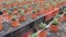 Image of rows of small ornamental shrubs growing in pots in a greenhouse.