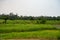 image of rural landscape look scenery. rural landscape in countryside. green rural landscape