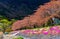 image of Sakura Flower trees rows .