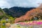 Image of Sakura Flower trees rows