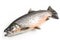 image of salmon fish on white background. Underwater Animals. Foods. illustration, generative AI