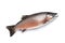 image of salmon fish on white background. Underwater Animals. Foods. illustration, generative AI