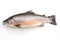 image of salmon fish on white background. Underwater Animals. Foods. illustration, generative AI