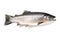 image of salmon fish on white background. Underwater Animals. Foods. illustration, generative AI