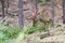 Image of a sambar deer munching grass.