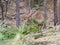 Image of a sambar deer munching grass