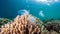 Image of sea coral reefs with group of jellyfish swimming in an ocean