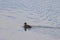 Image of sea duck at jokulsarlon lake,iceland