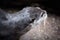 an image of a sea otter eating food on the ground