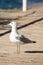 Image of seagull over wooden dock.