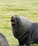 an image of a seal yawning on the grass