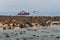 Image of seals on a sandy beach