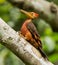 an image selective focus of orange backed woodpecker