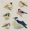 Image set of birds