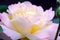 Image with shallow depth of focus - blooming pink rose, gentle petals close up.