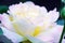 Image with shallow depth of focus - blooming pink rose, gentle petals close up.