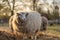 Image of sheep on the coutry side farm during sunset