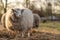 Image of sheep on the coutry side farm during sunset