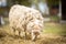 Image of sheep on the coutry side farm during sunset