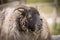 Image of sheep on the coutry side farm during sunset