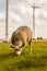 Image of a sheep on the Dutch landscape with windmill. Ecology, wind energy and climate, concept