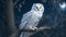 An image that showcases a magnificent white owl perched gracefully on a tree branch