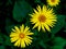 The image showcases two vibrant yellow flowers with a brown center, set in a natural setting. Beautiful yellow flowers of