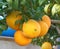 This image shows a cluster of orange fruit on your tree