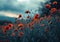 an image shows a field of red poppies